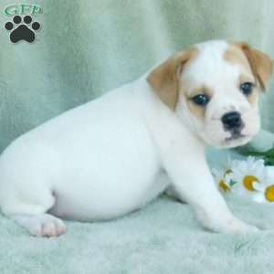 Jasper, Miniature Bulldog Puppy